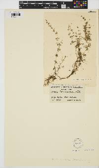 Nitella tenuissima image
