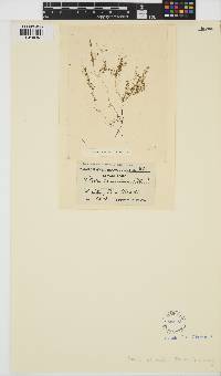 Nitella tenuissima image