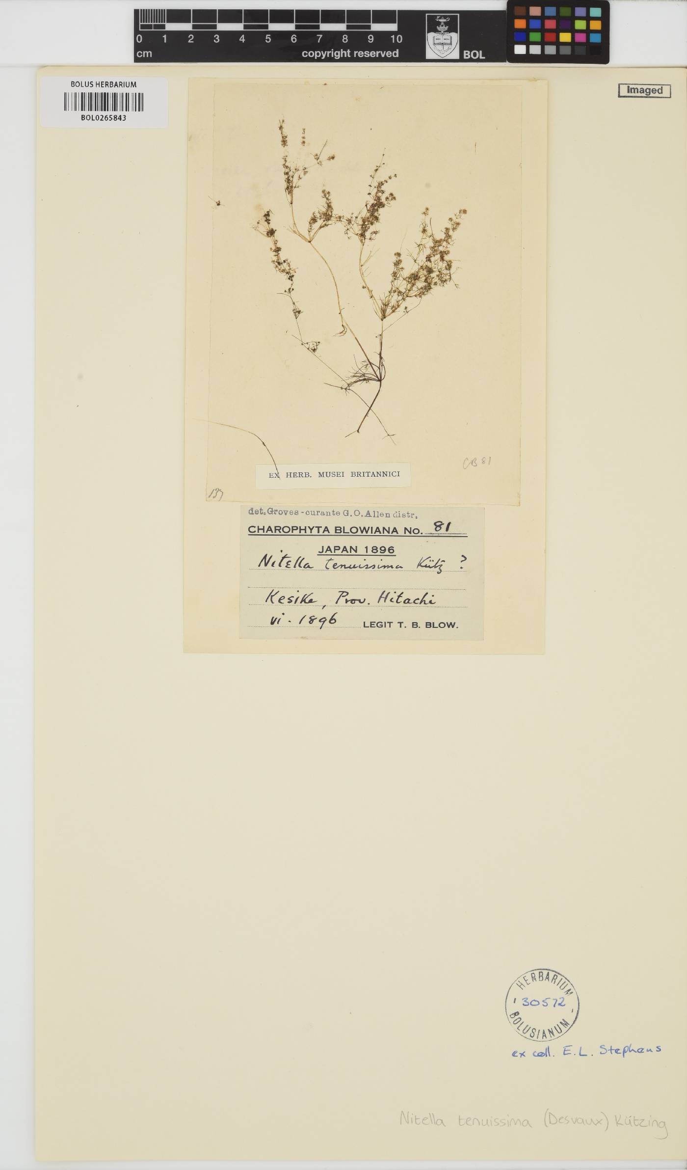 Nitella tenuissima image