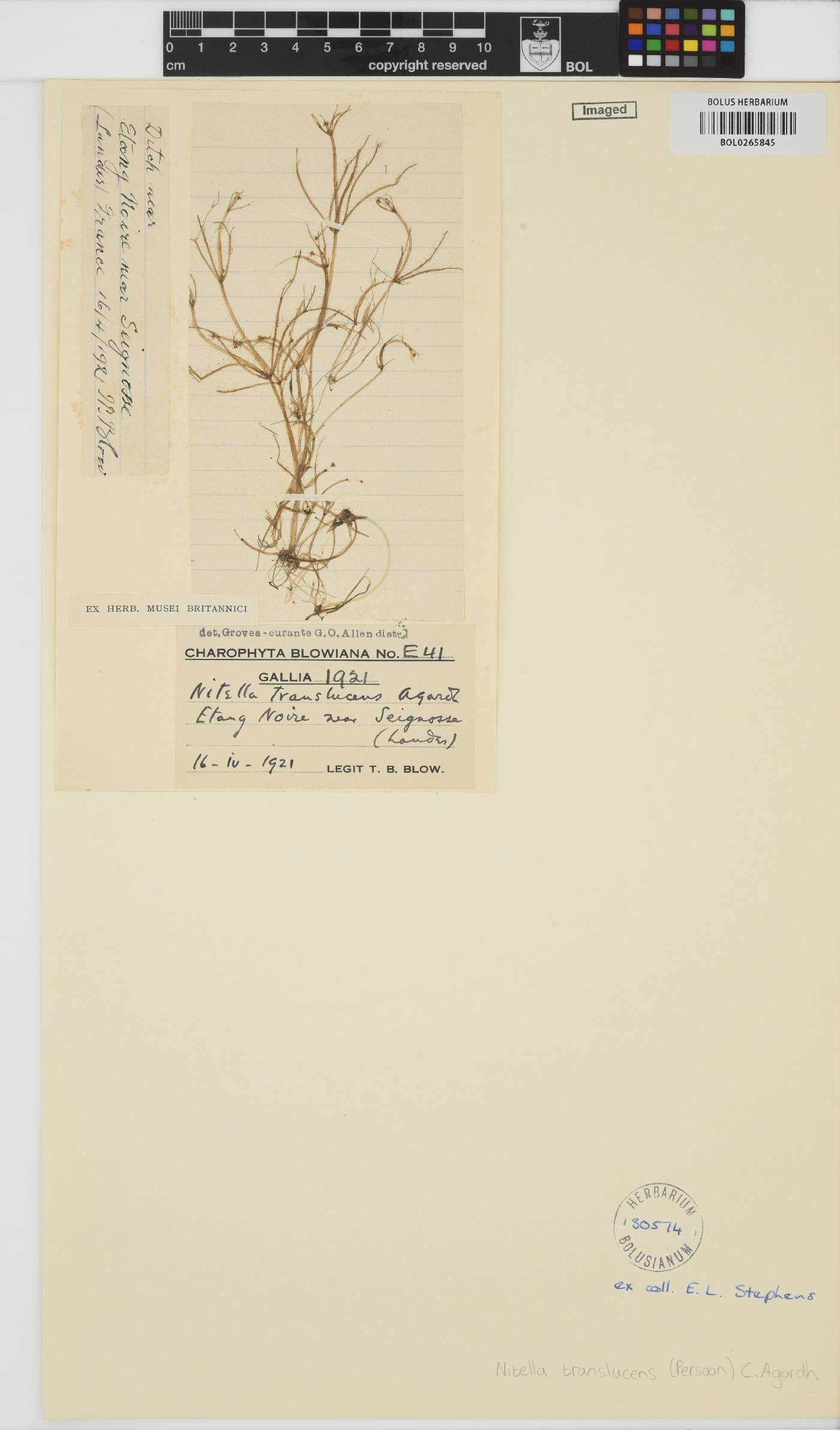 Nitella translucens image