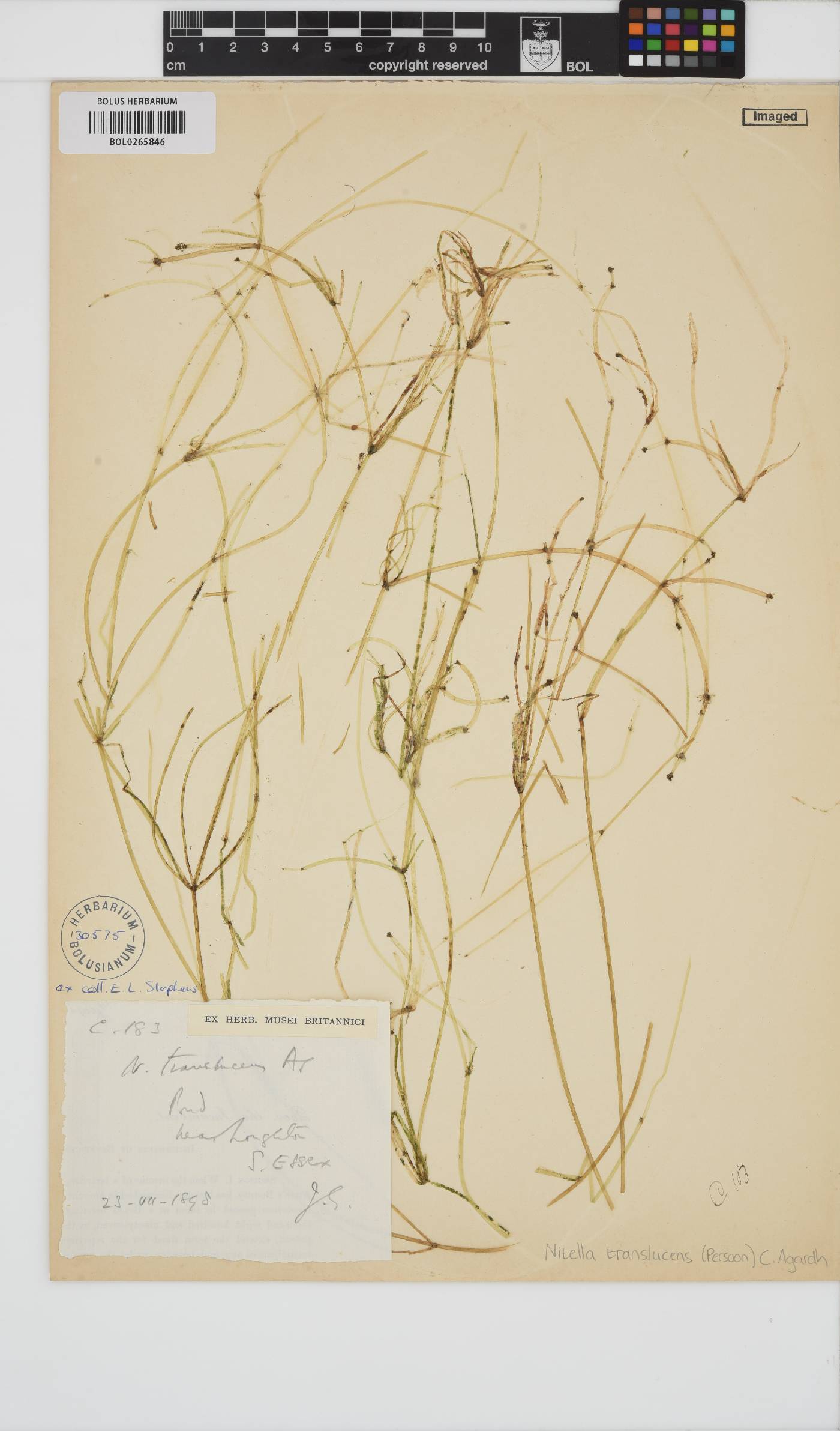 Nitella translucens image