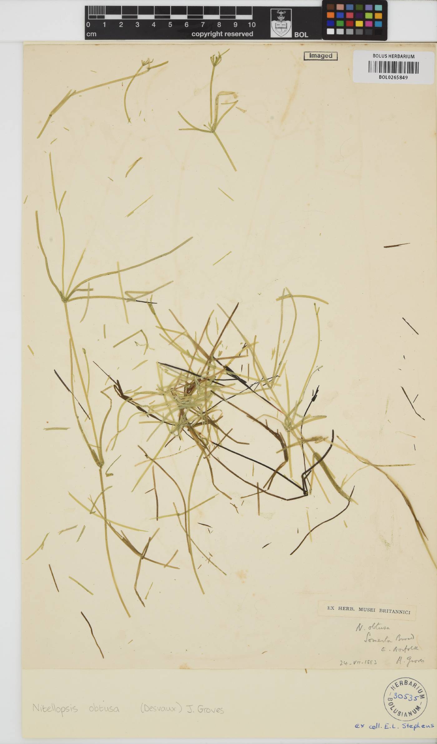 Nitellopsis image