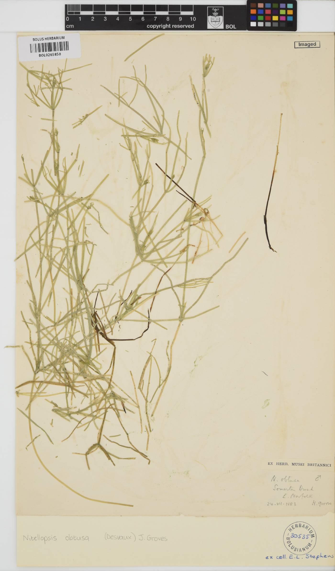 Nitellopsis image