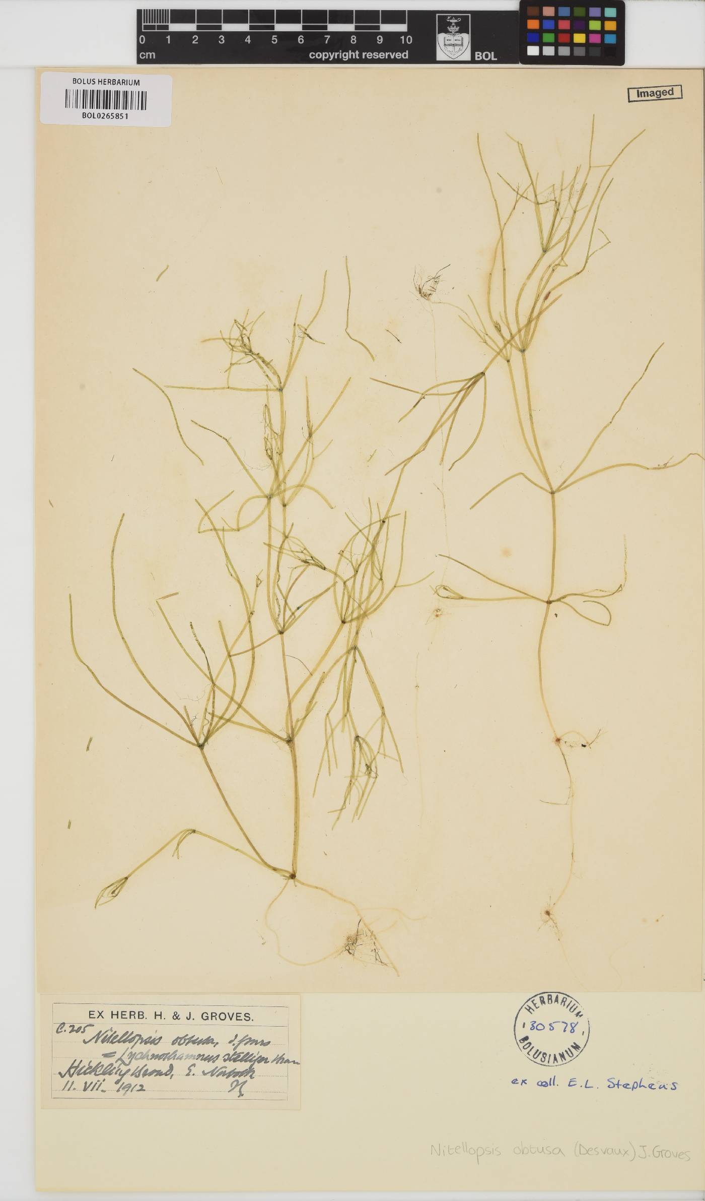 Nitellopsis obtusa image
