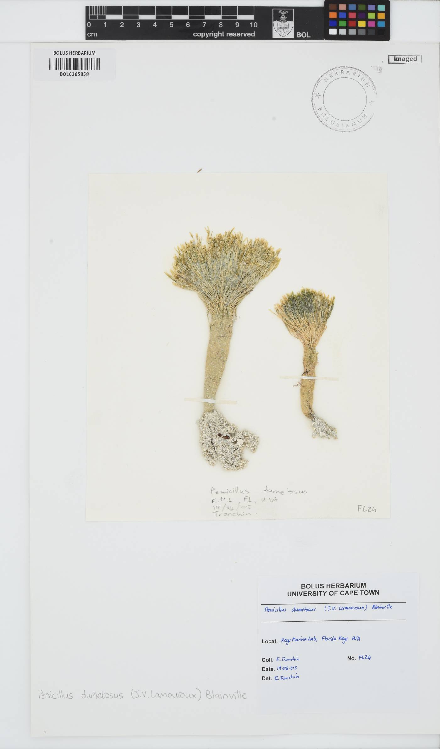 Penicillus dumetosus image
