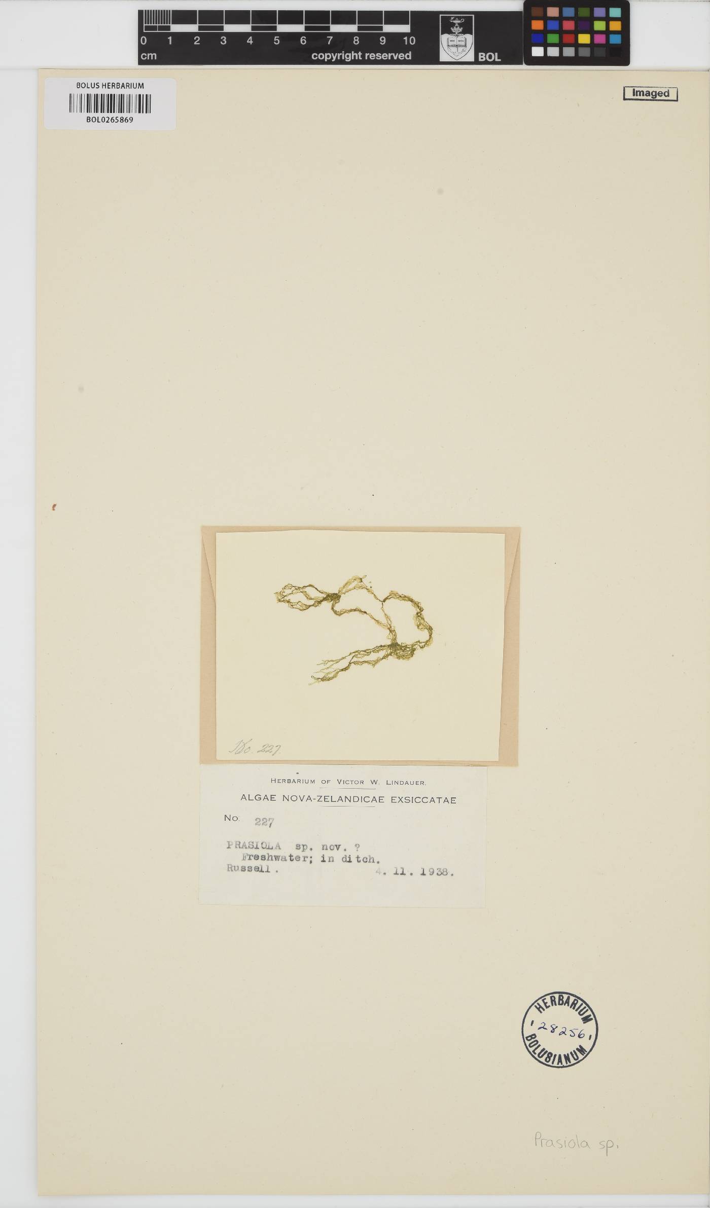Prasiola image
