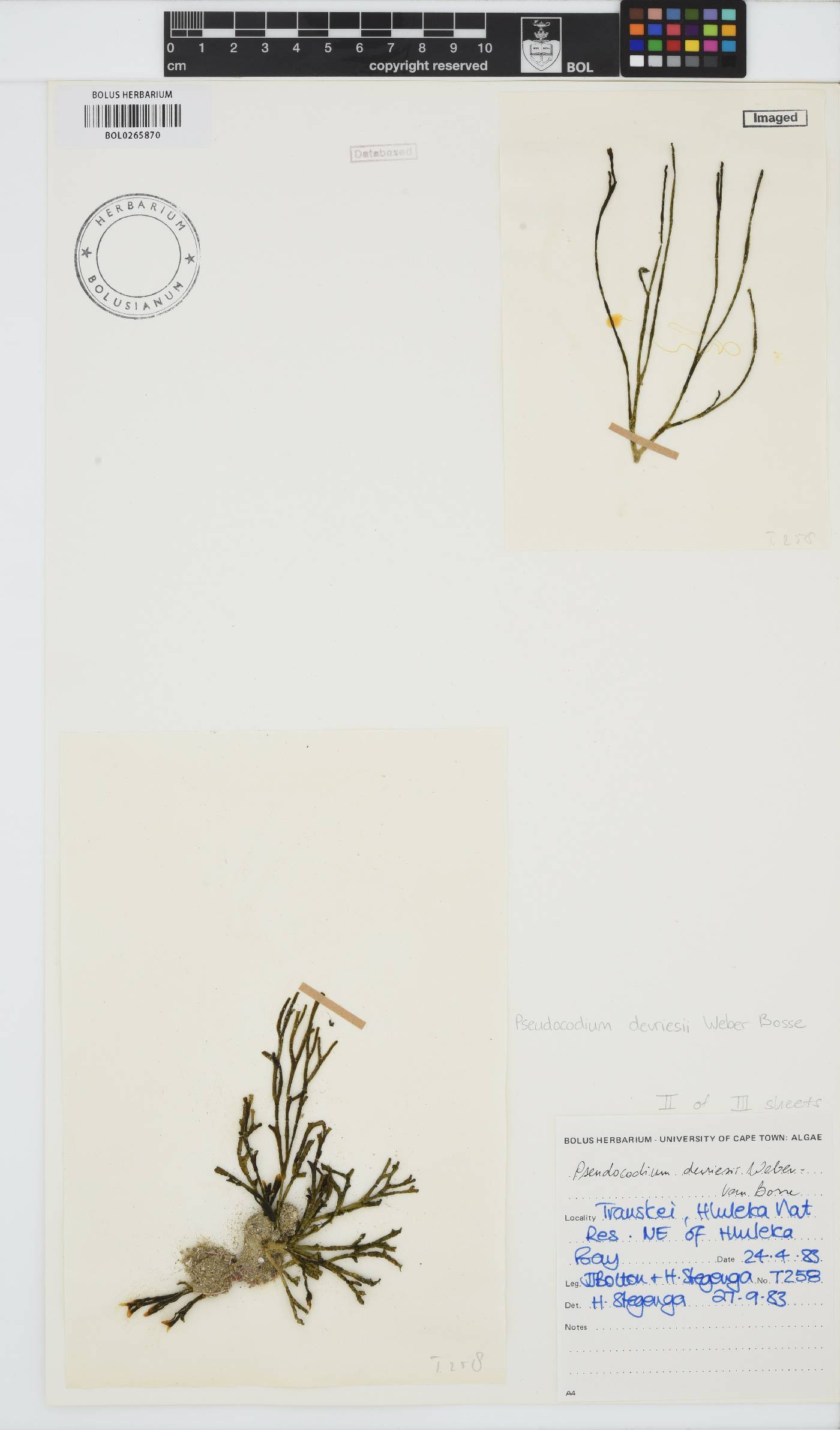 Pseudocodium image