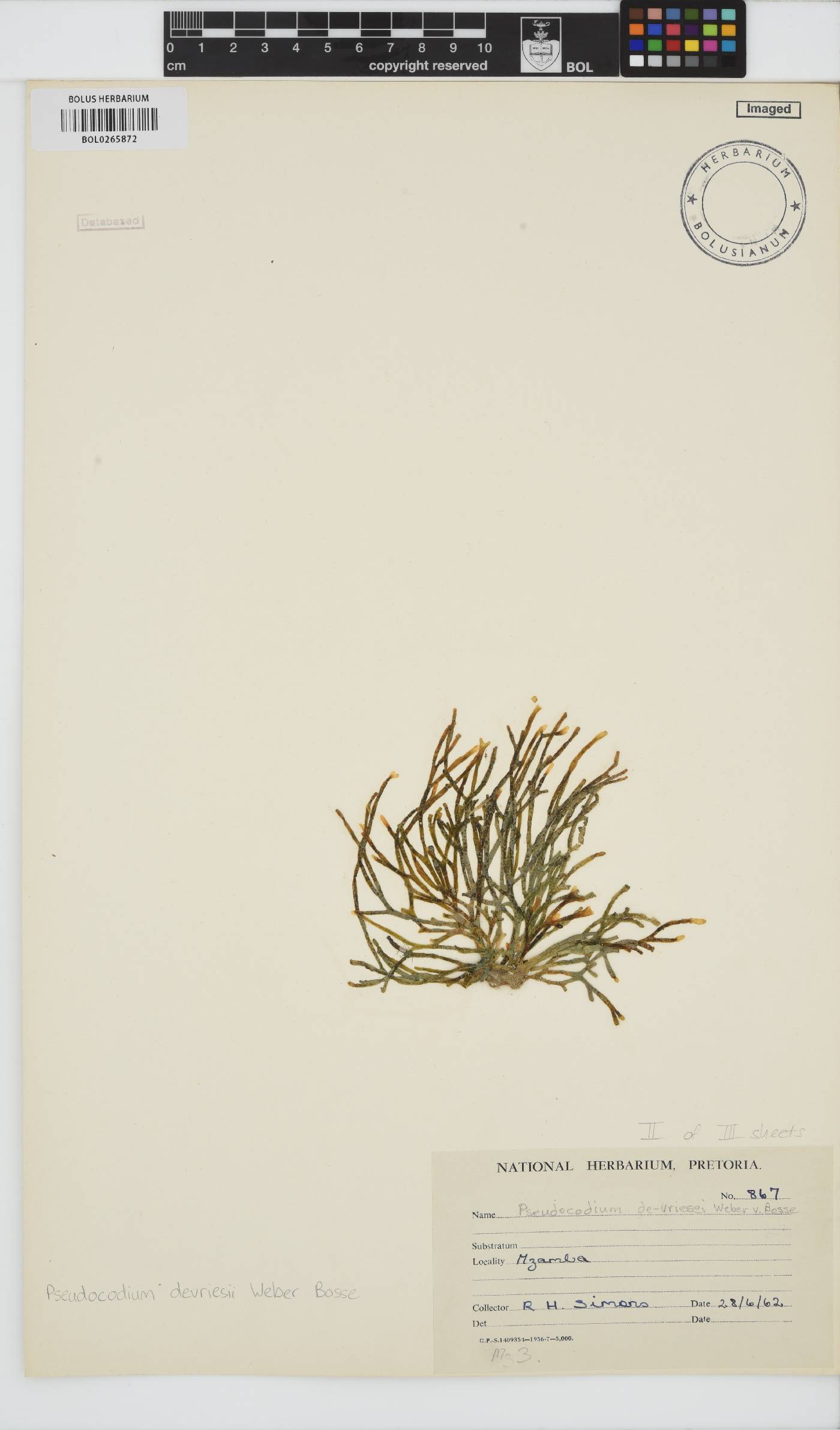 Pseudocodium devriesii image