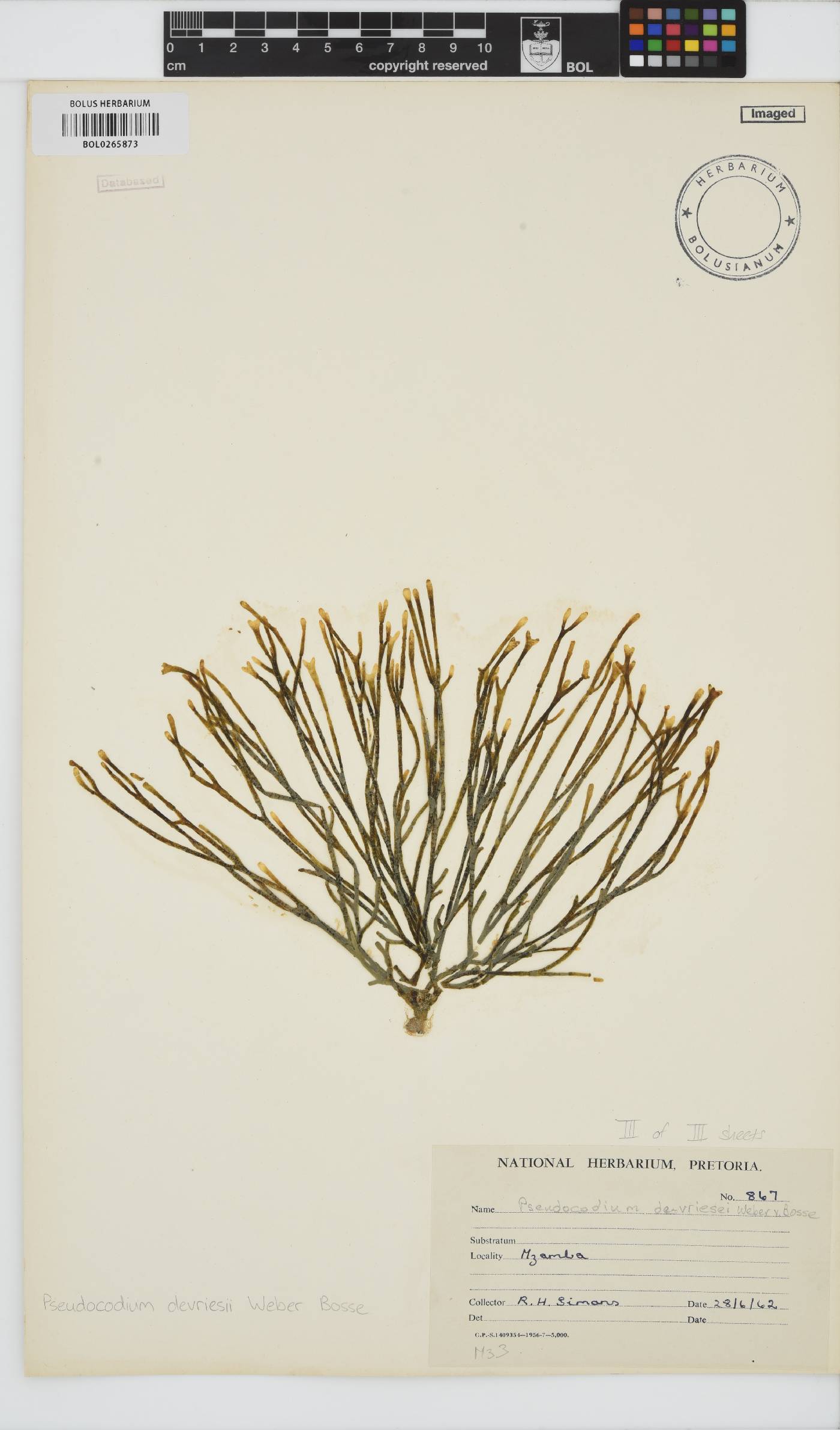 Pseudocodium image