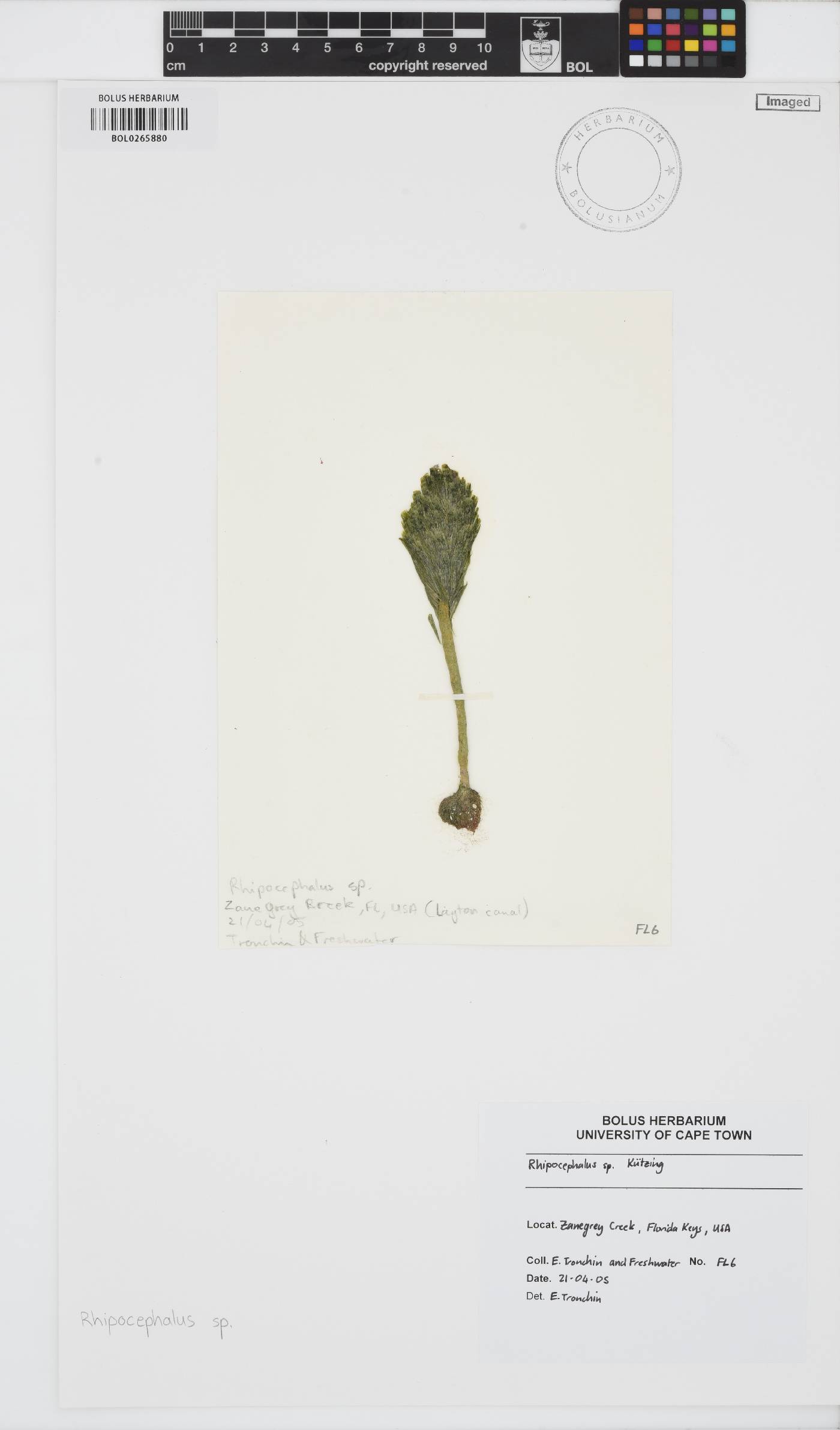 Rhipocephalus image