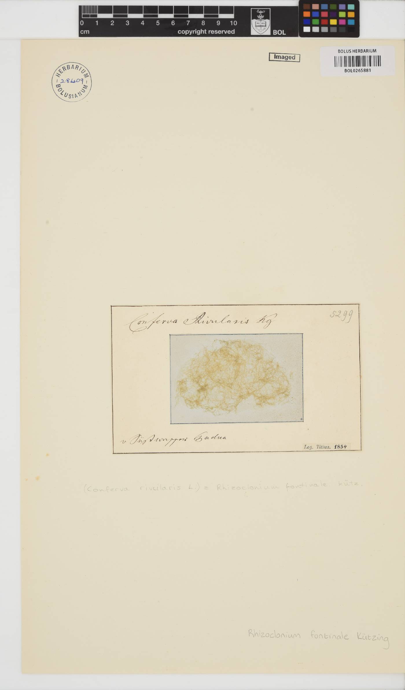 Rhizoclonium fontinale image