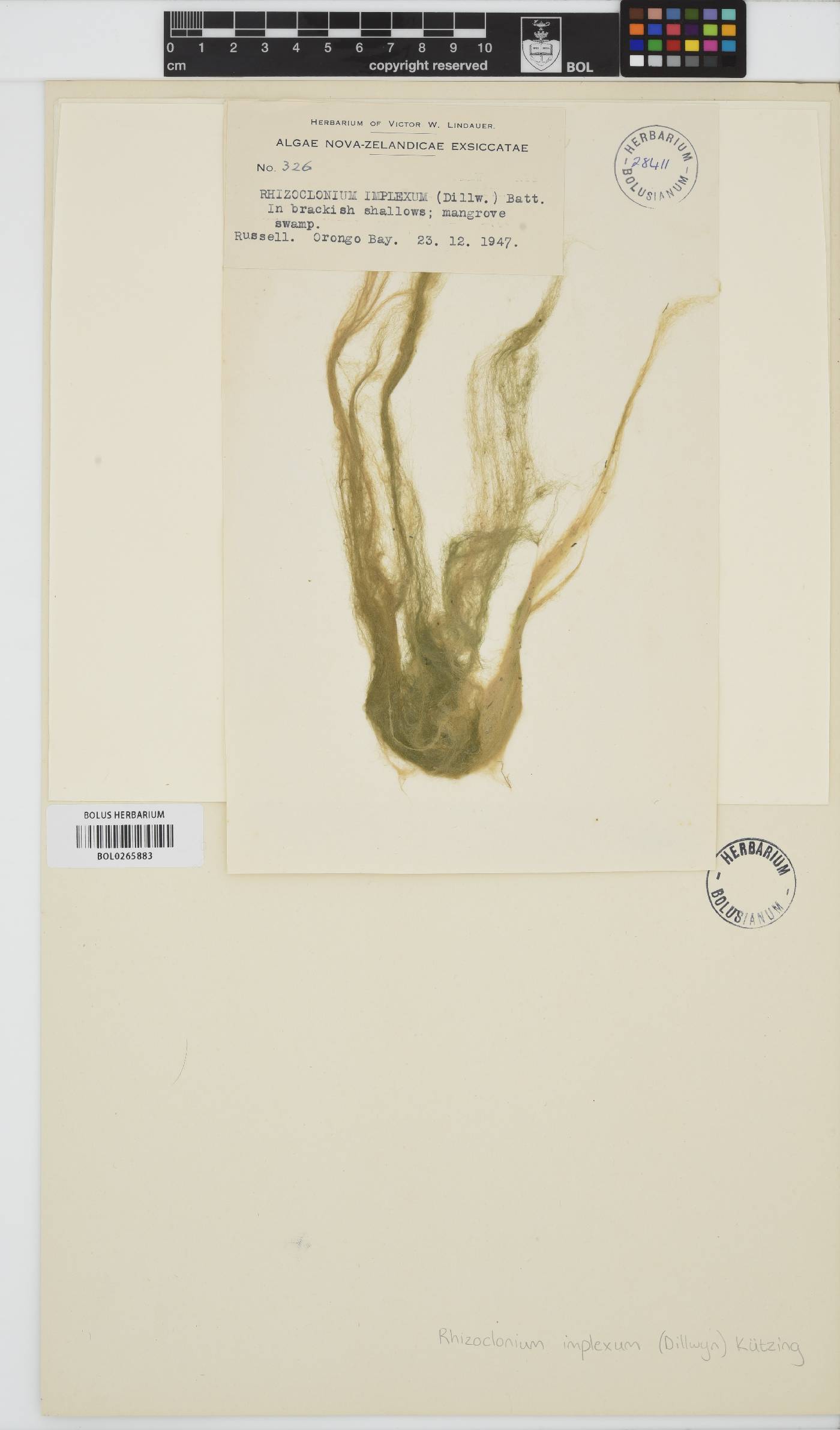 Rhizoclonium riparium image