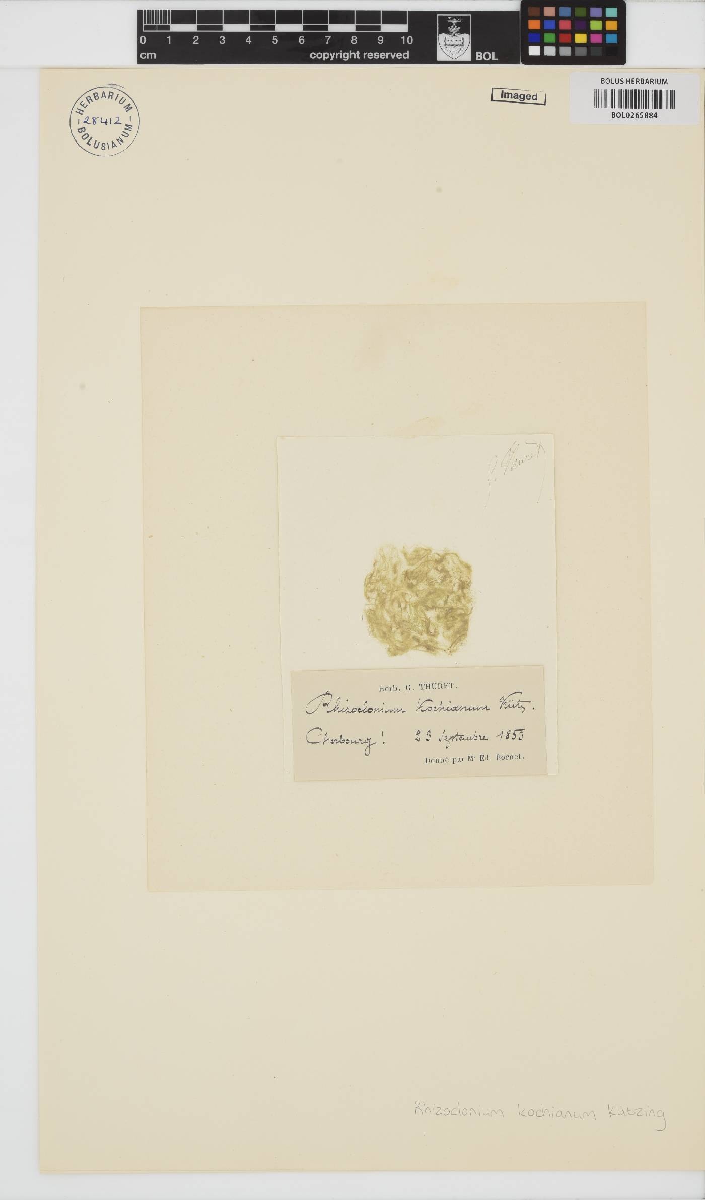 Rhizoclonium riparium image