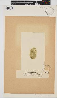 Rhizoclonium rigidum image