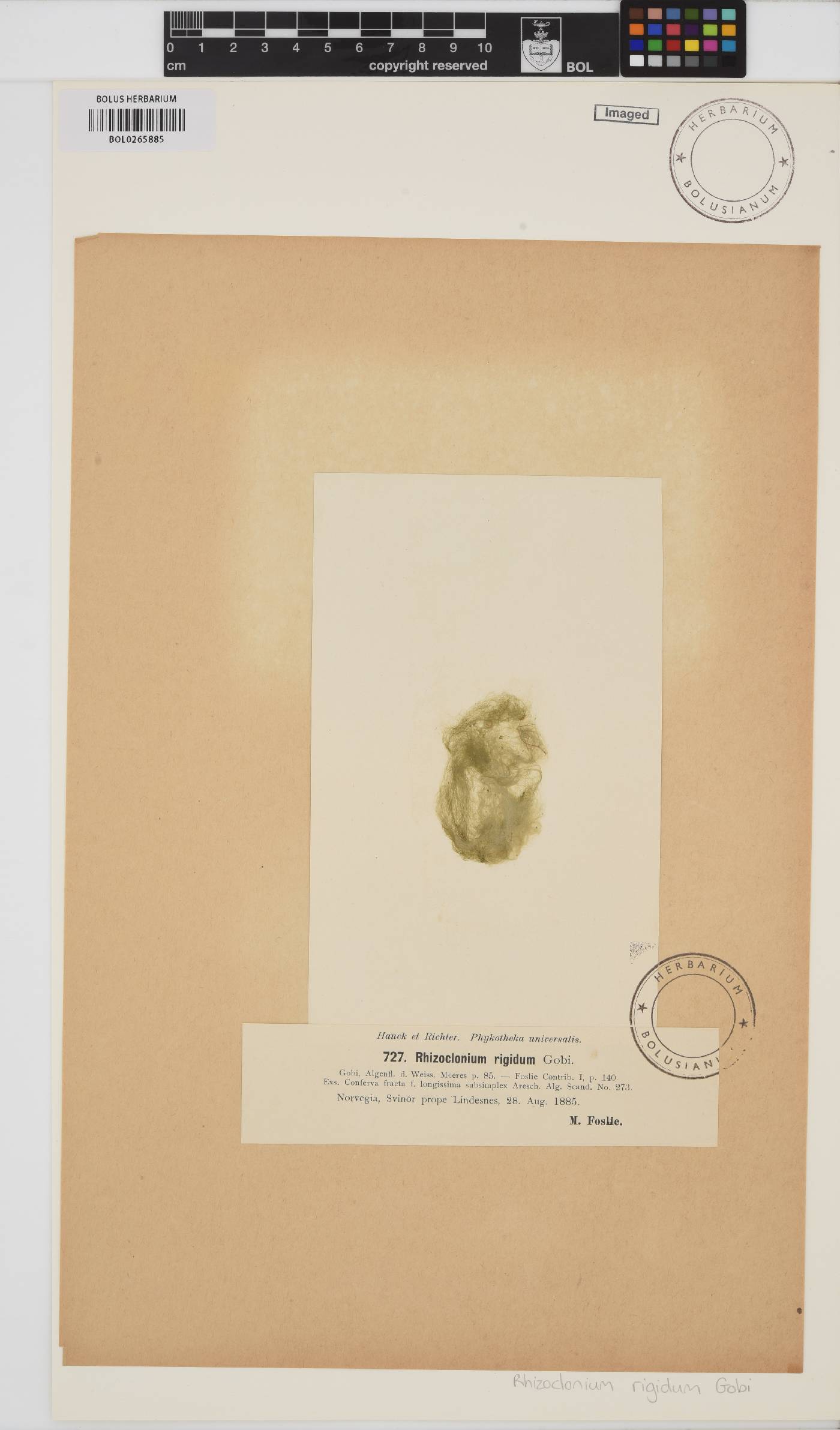 Rhizoclonium rigidum image