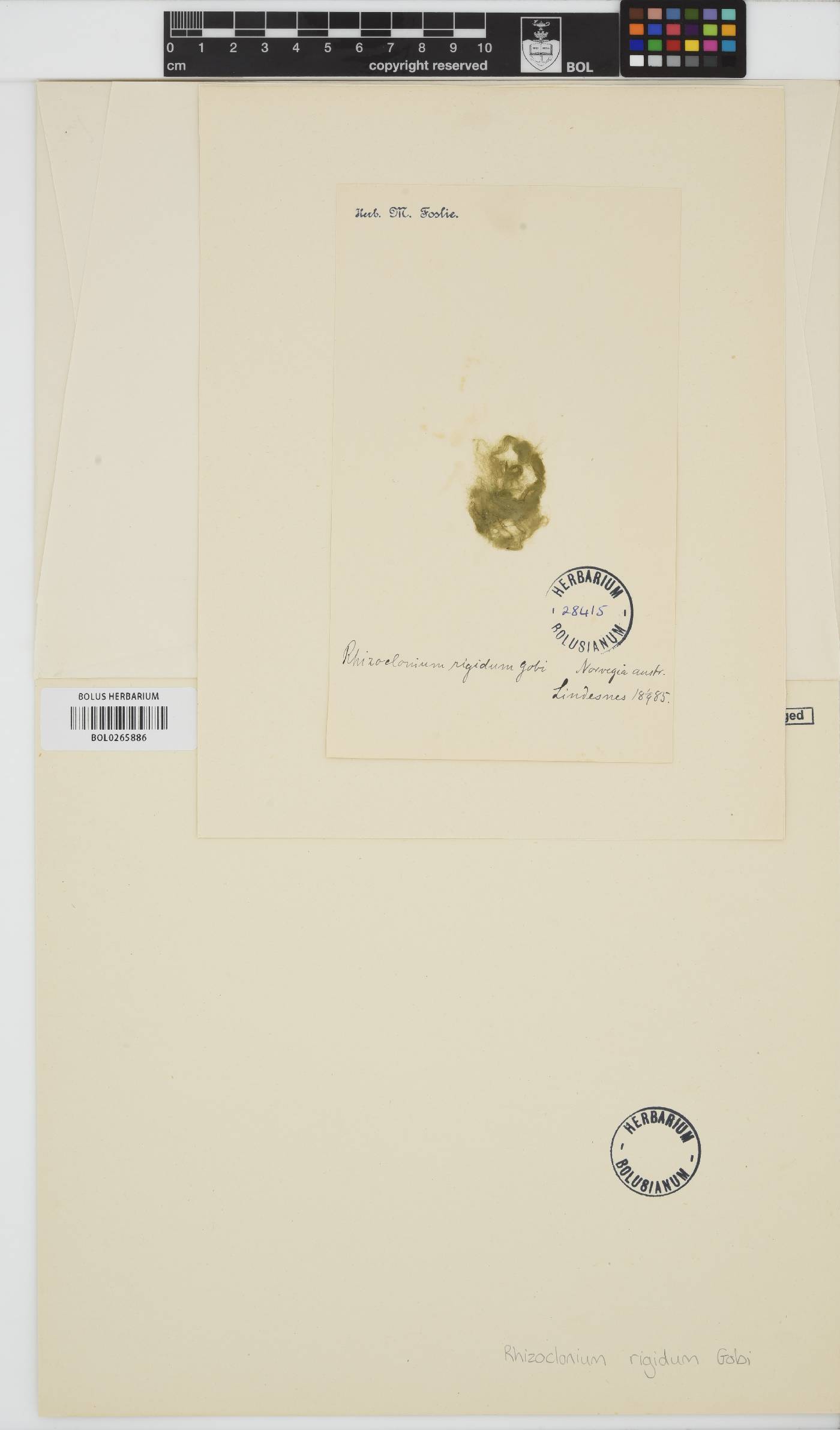 Rhizoclonium rigidum image