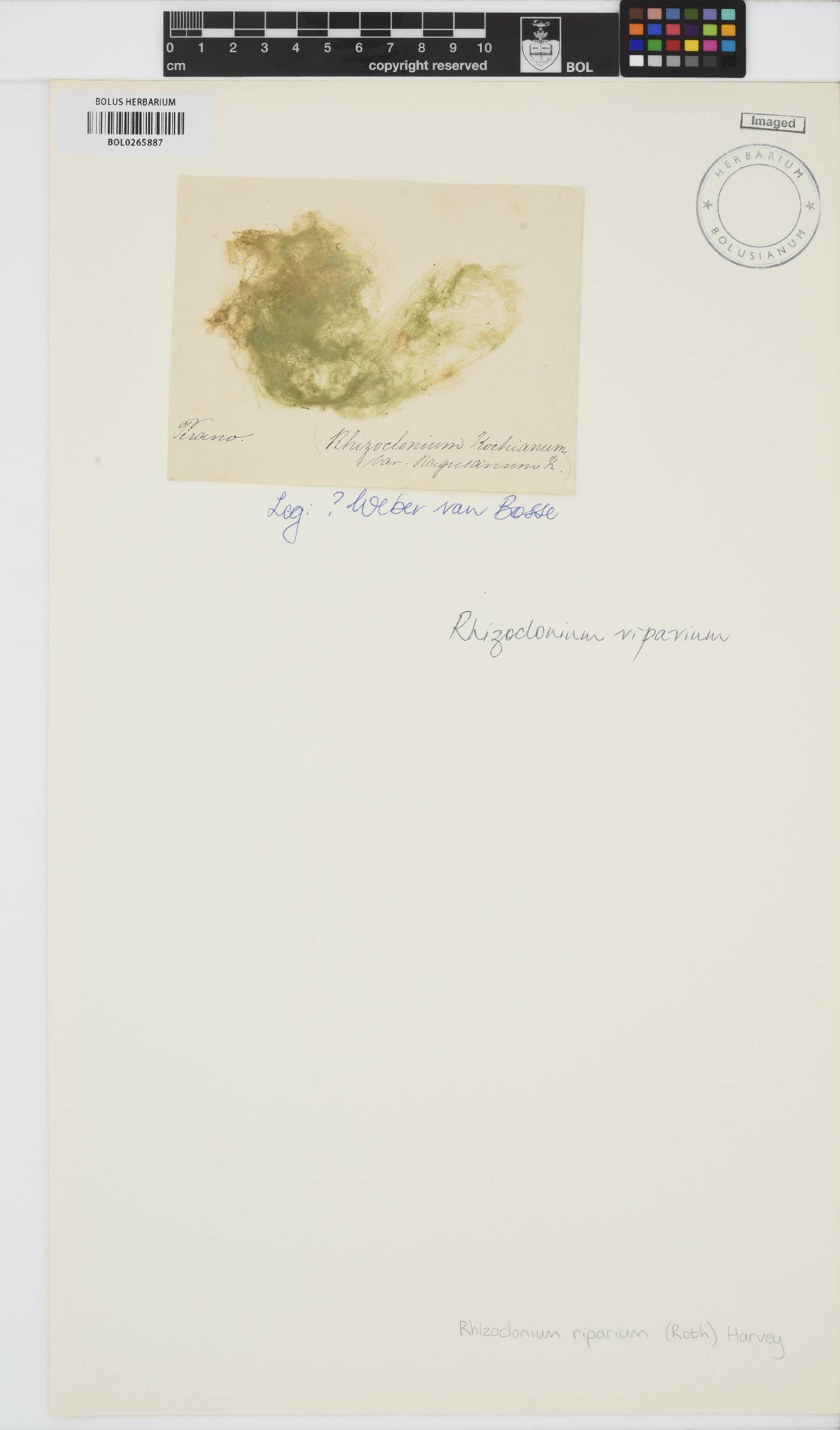 Rhizoclonium riparium image