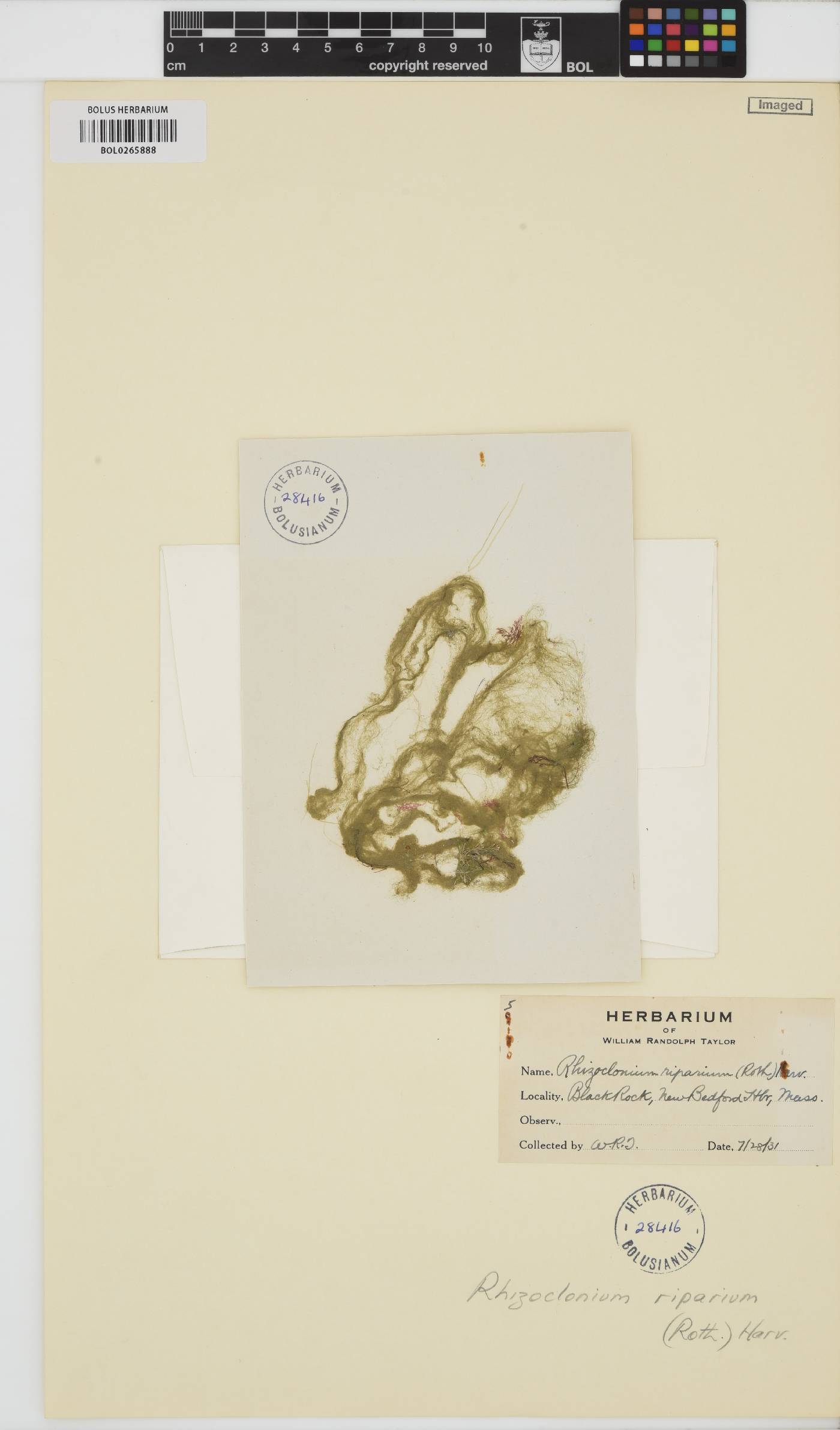 Rhizoclonium riparium image