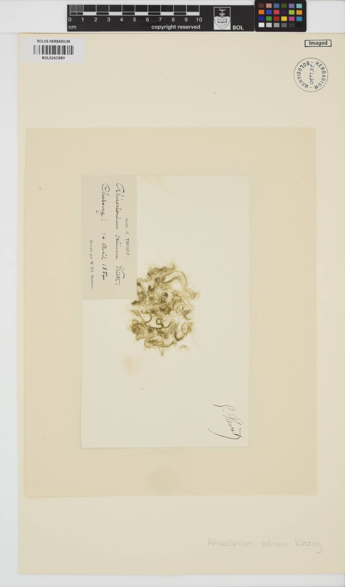 Rhizoclonium riparium image