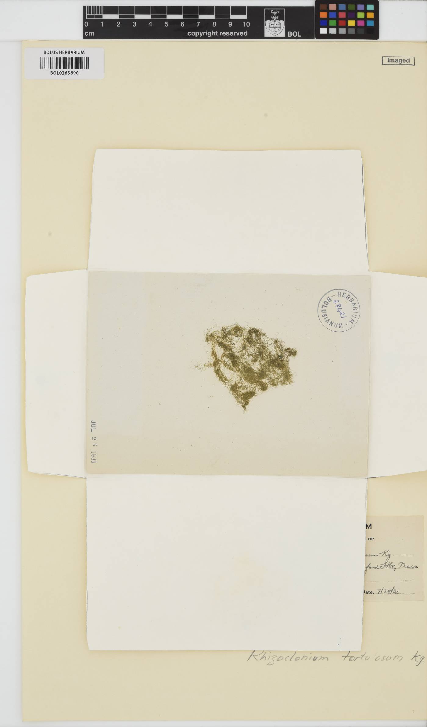 Chaetomorpha tortuosa image
