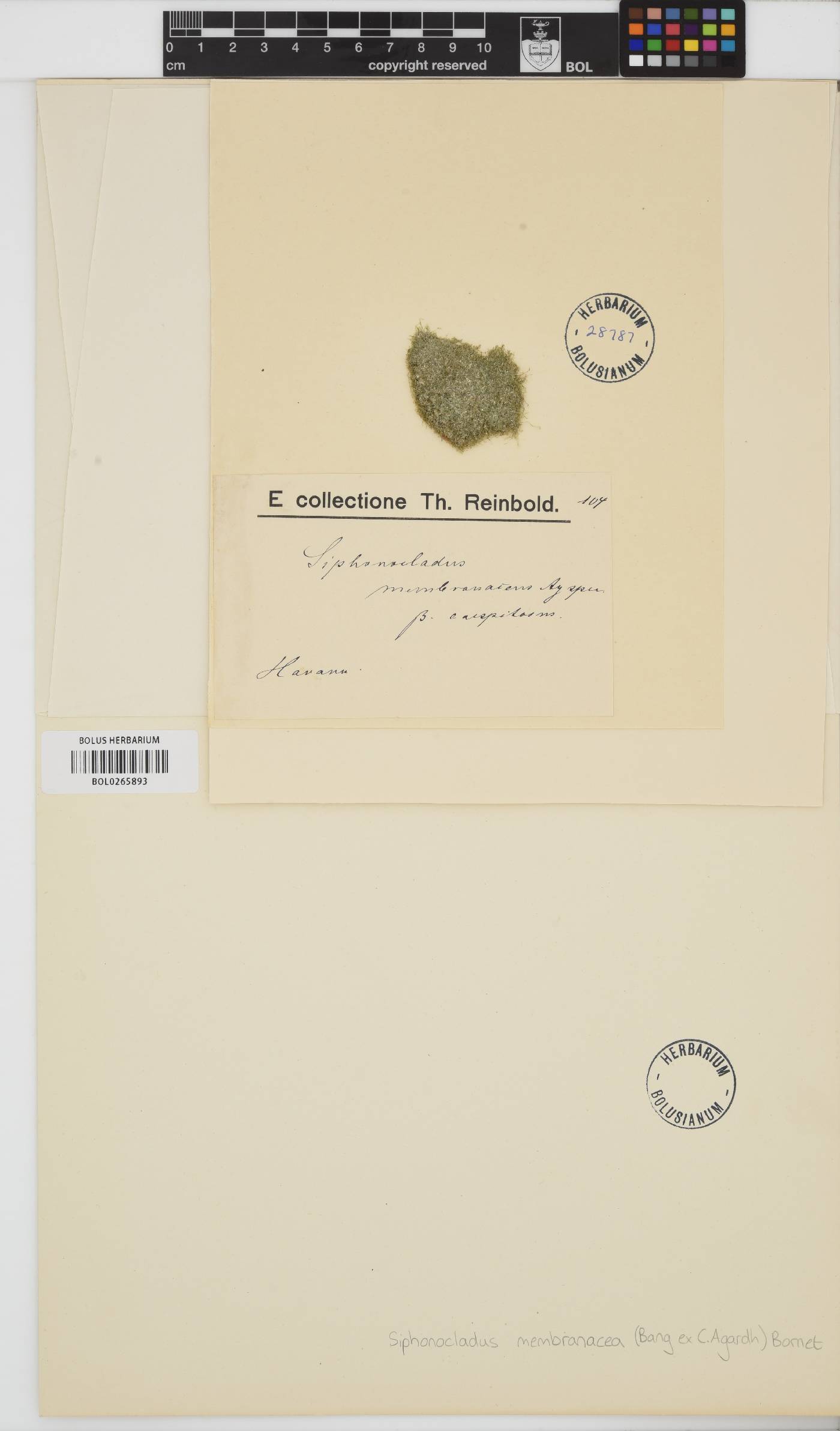 Cladophoropsis membranacea image