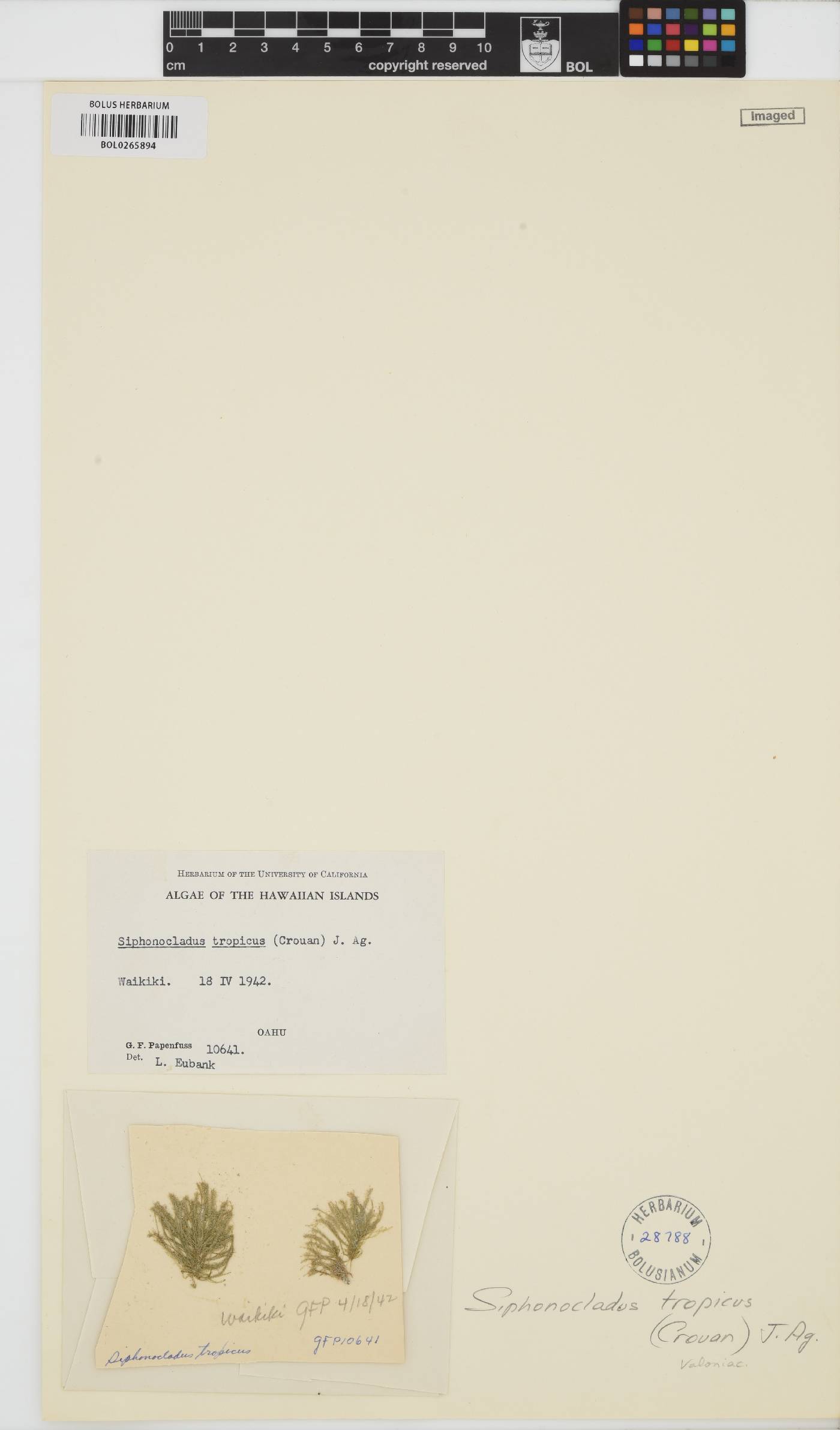 Siphonocladus tropicus image