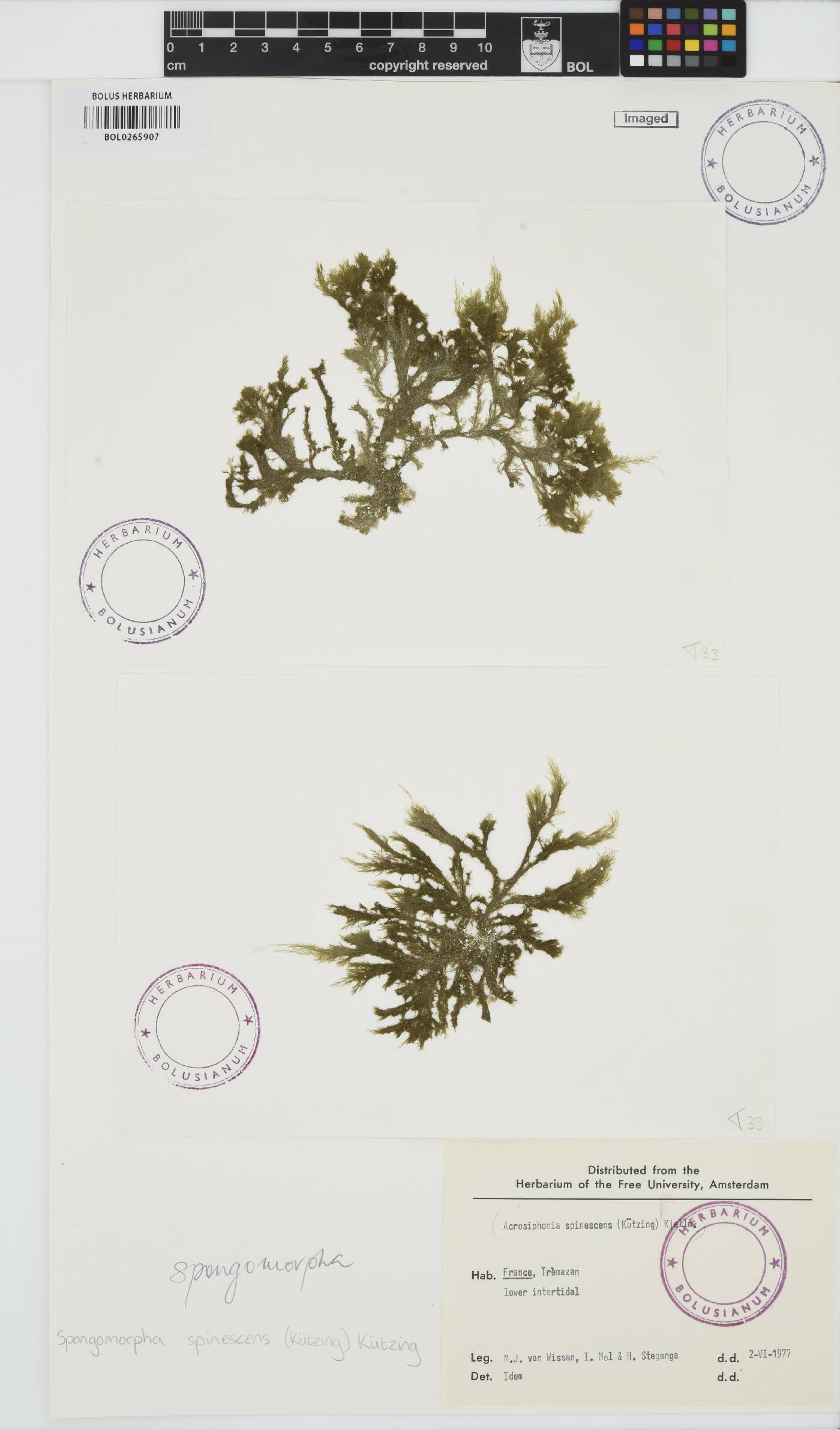 Anadyomene image