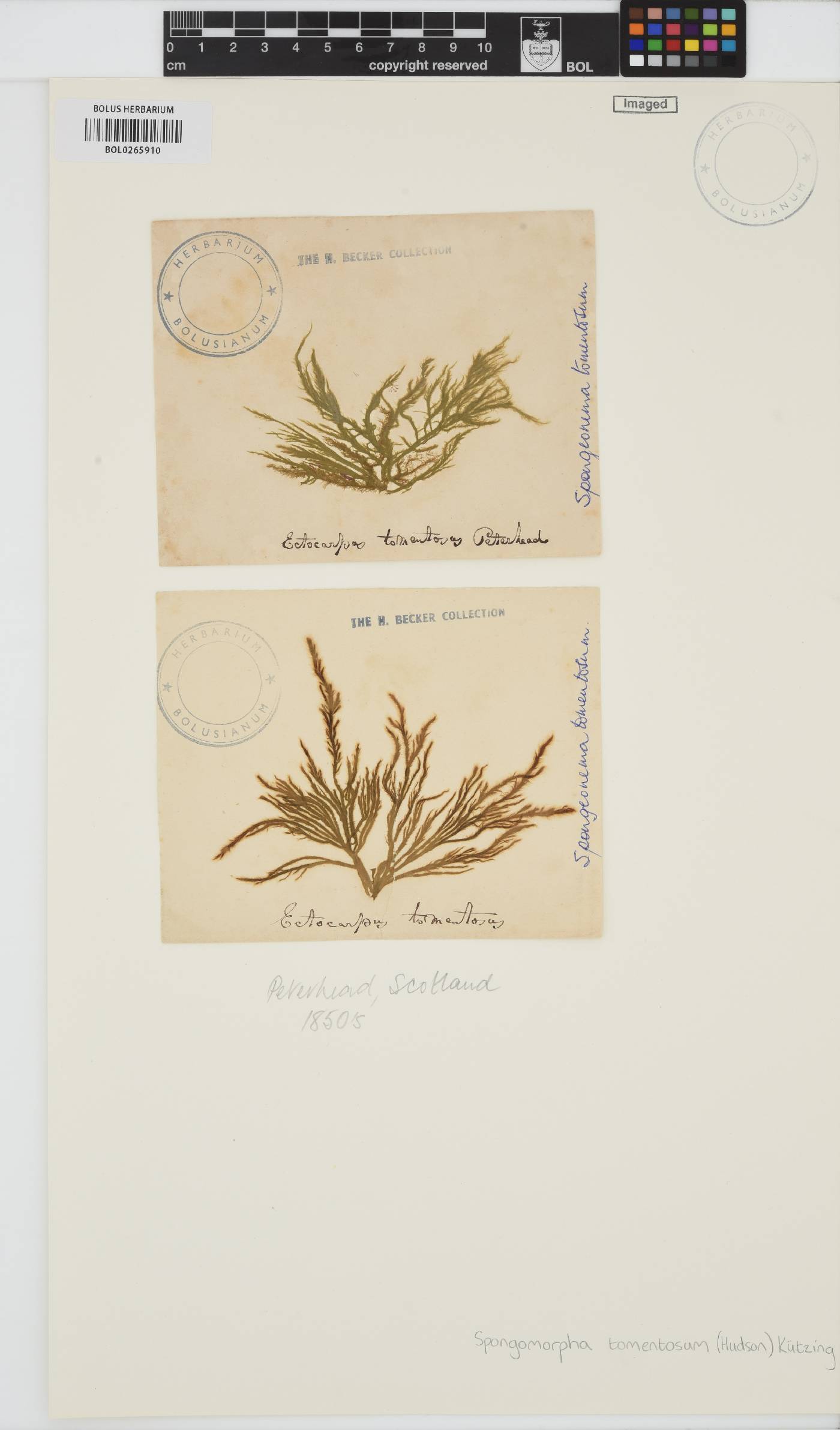Ectocarpaceae image