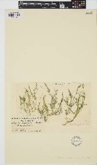 Image of Tolypella hispanica