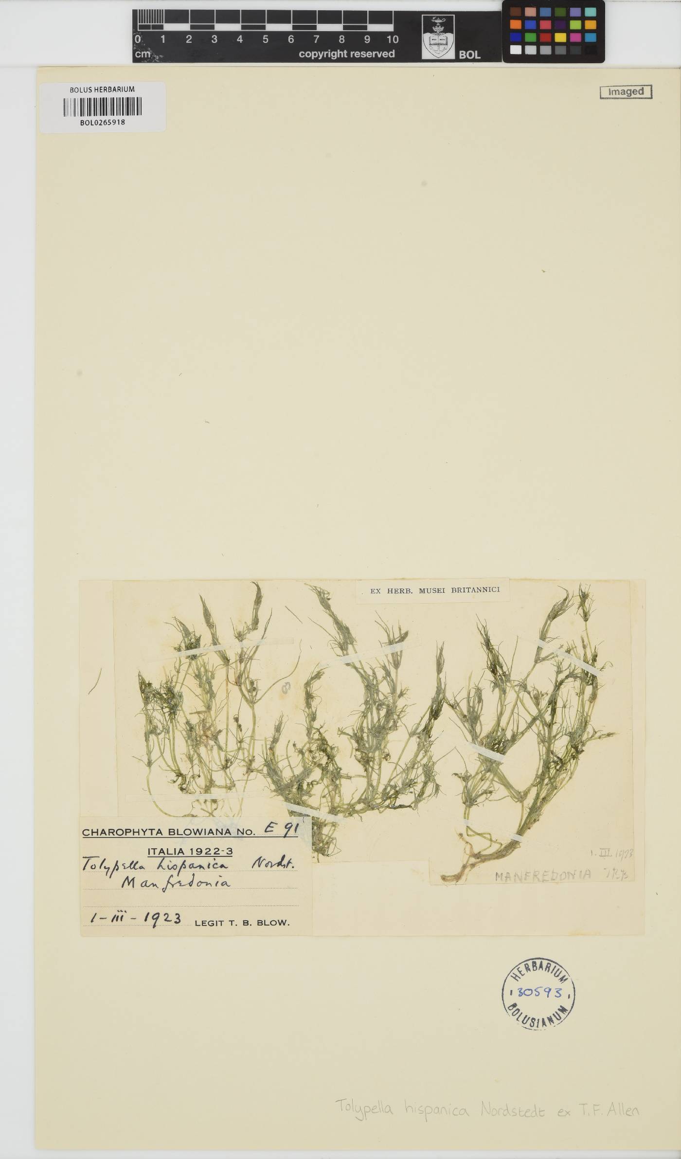 Tolypella hispanica image