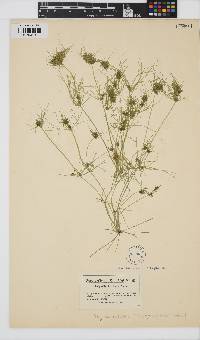 Image of Tolypella intricata