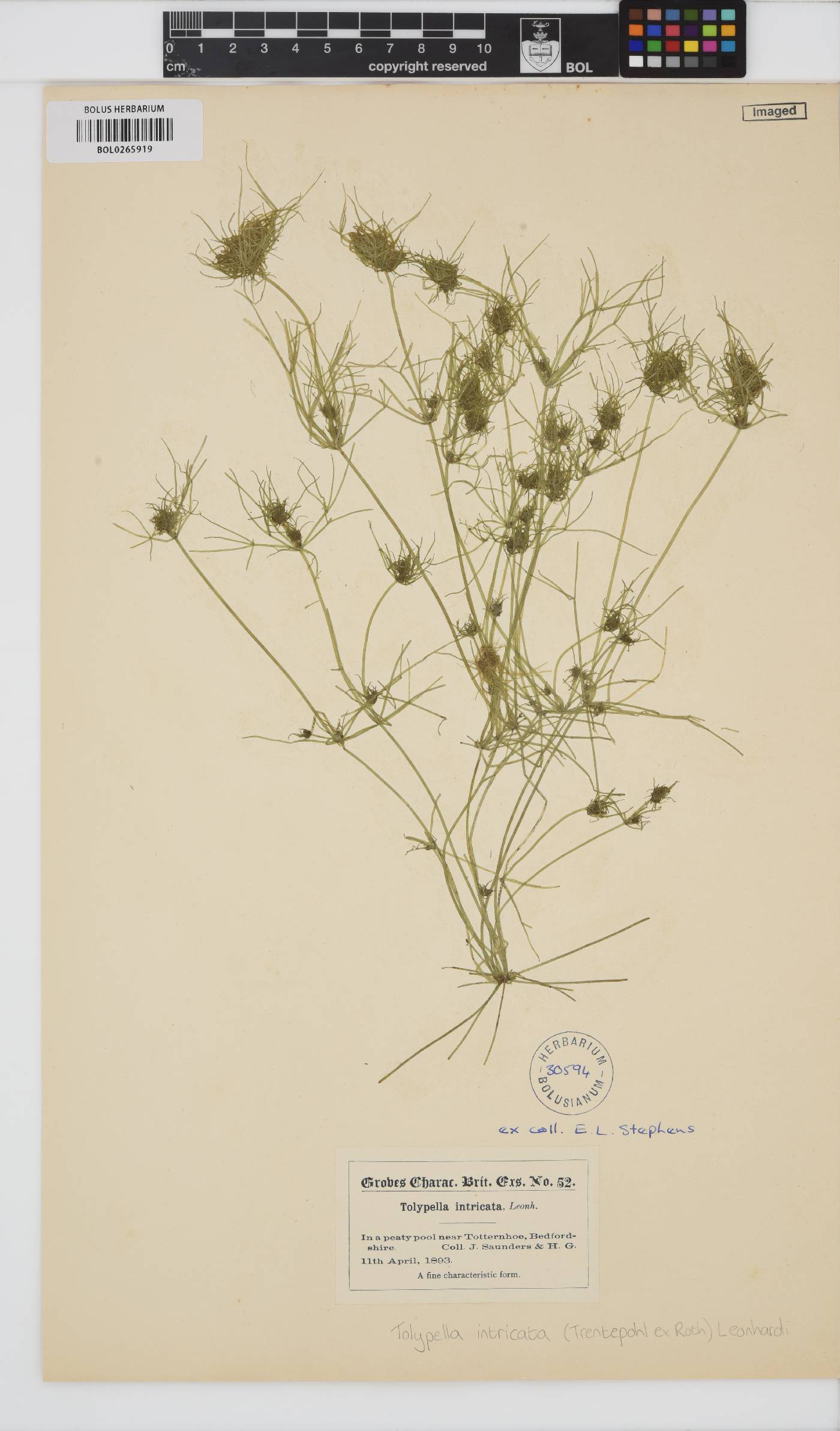 Tolypella intricata image