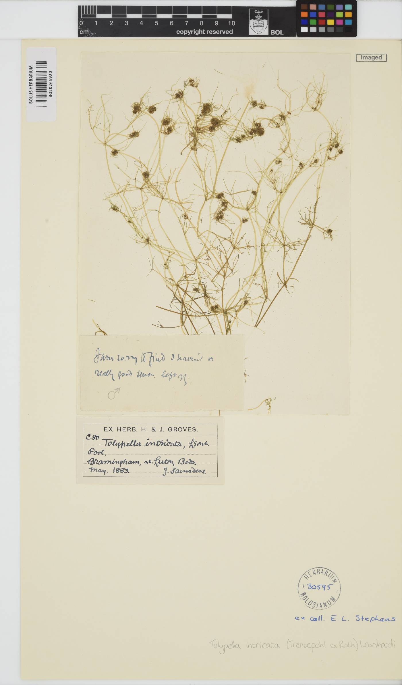 Tolypella image