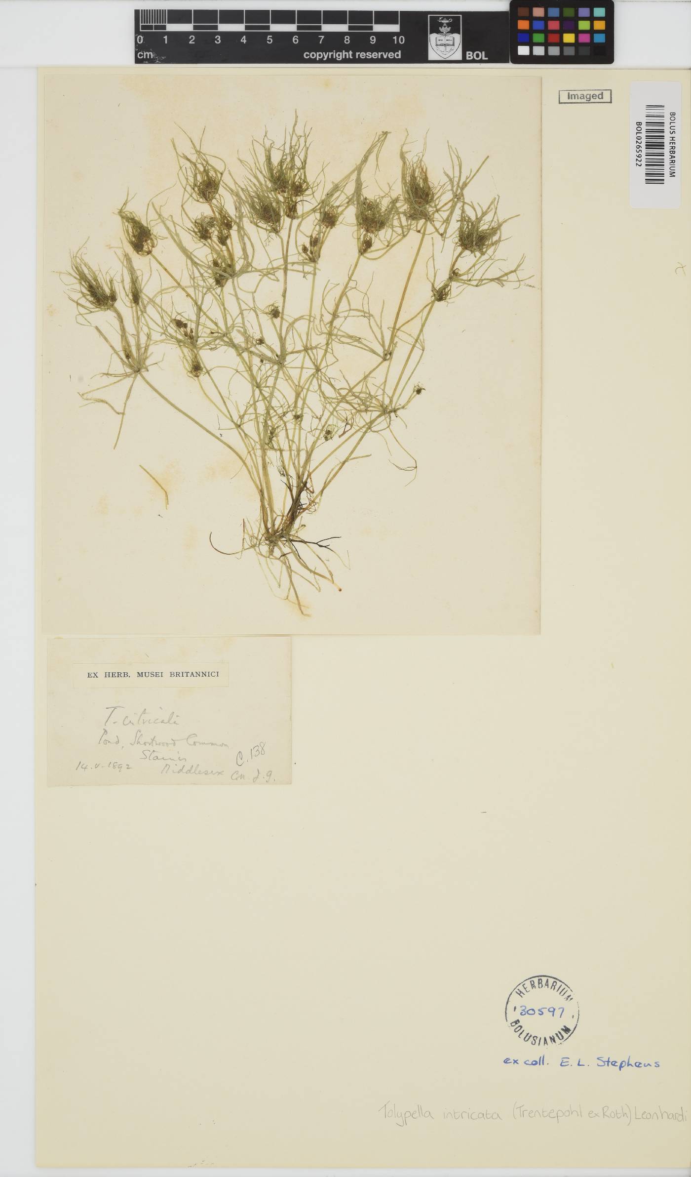 Tolypella intricata image
