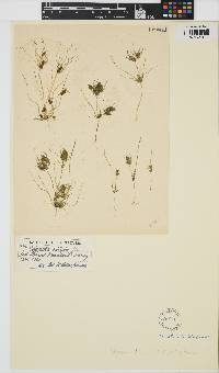 Image of Tolypella nidifica