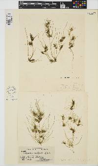 Tolypella nidifica image