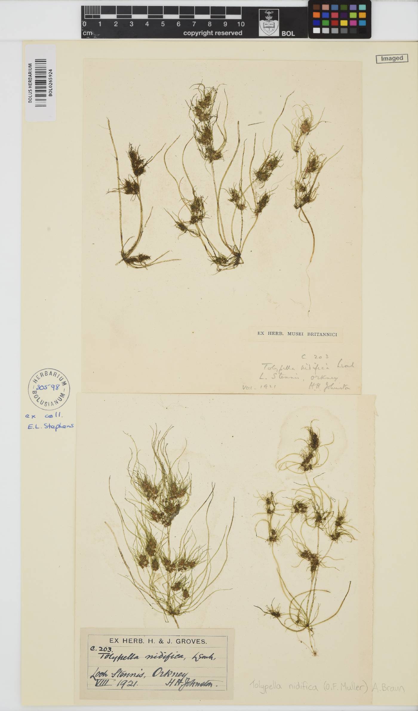 Tolypella nidifica image