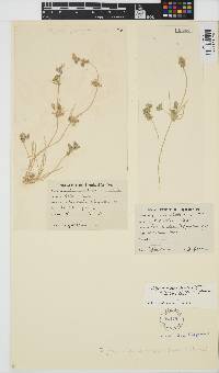 Tolypella glomerata image