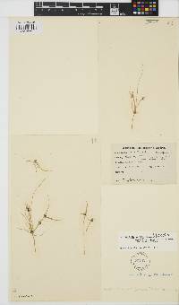 Tolypella glomerata image