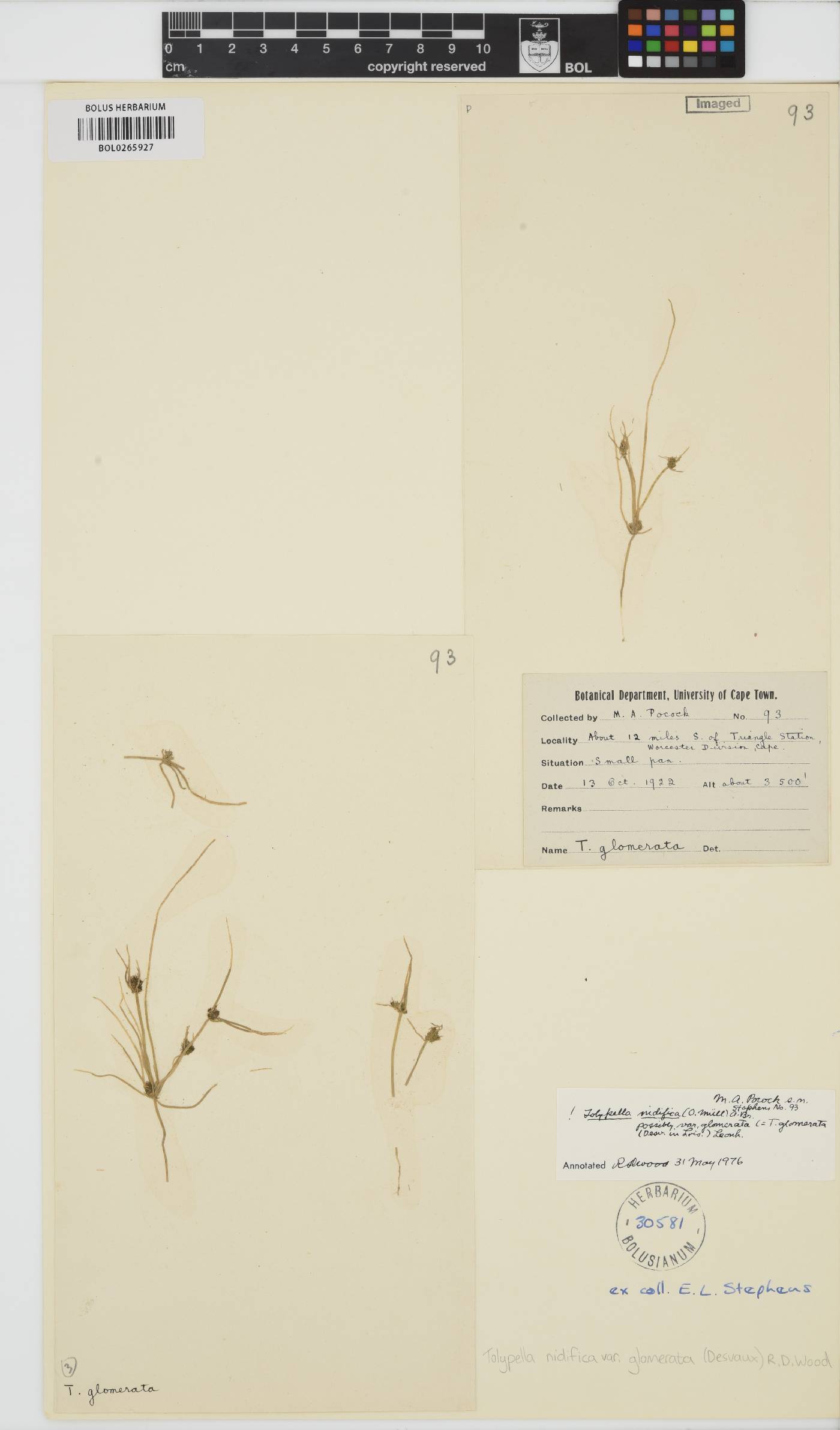 Tolypella glomerata image