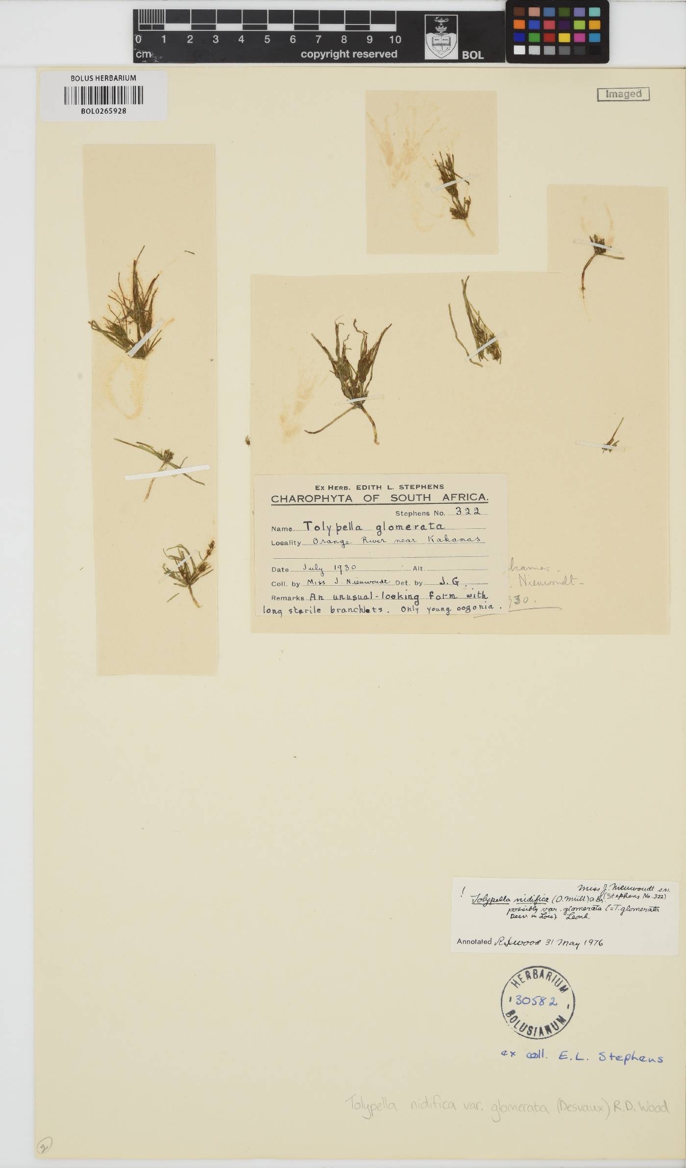 Tolypella glomerata image