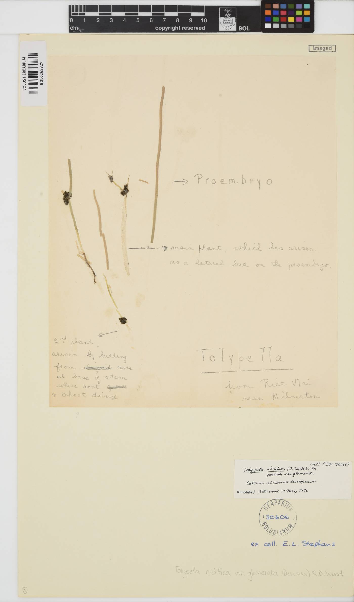 Tolypella glomerata image
