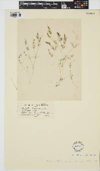 Tolypella glomerata image