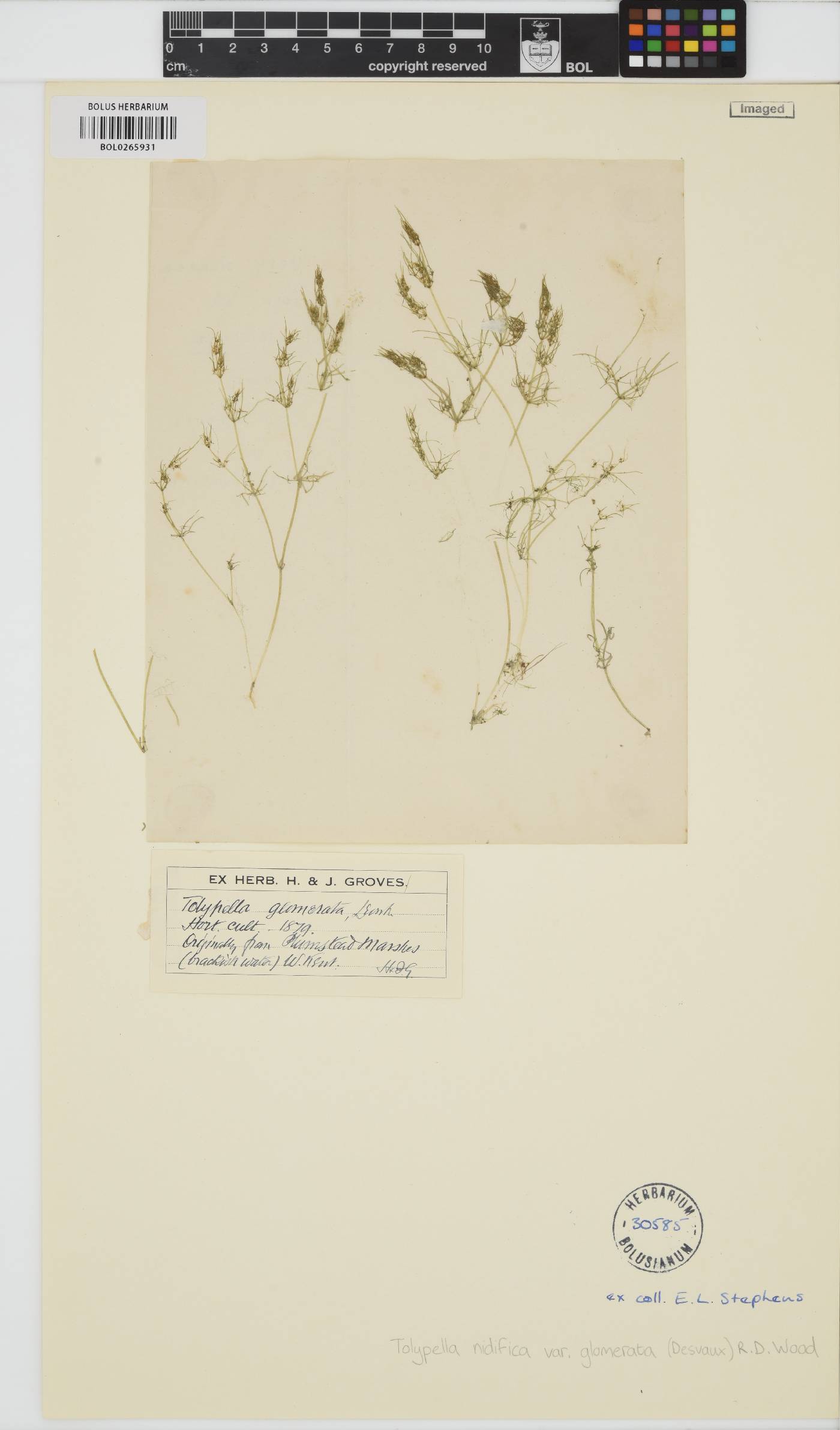 Tolypella glomerata image