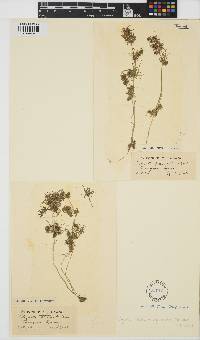 Tolypella glomerata image