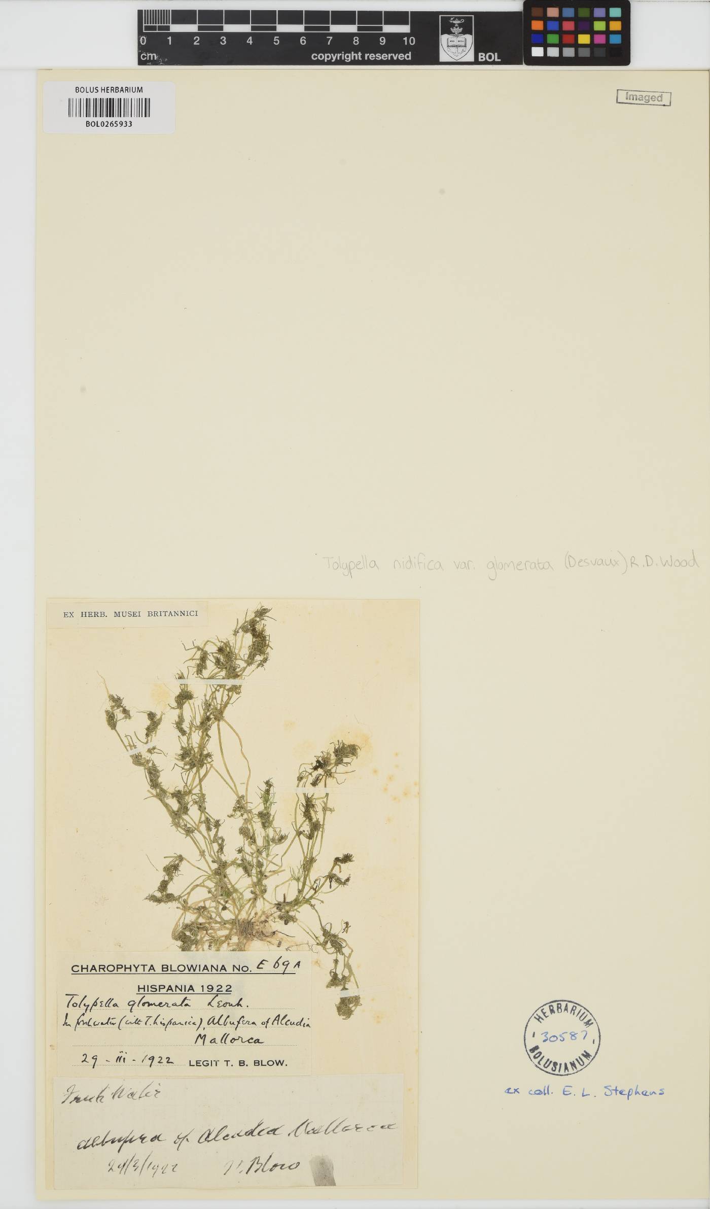 Tolypella glomerata image