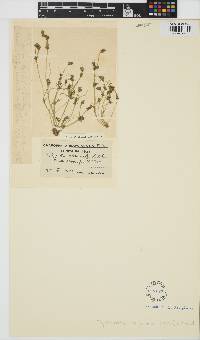 Tolypella glomerata image