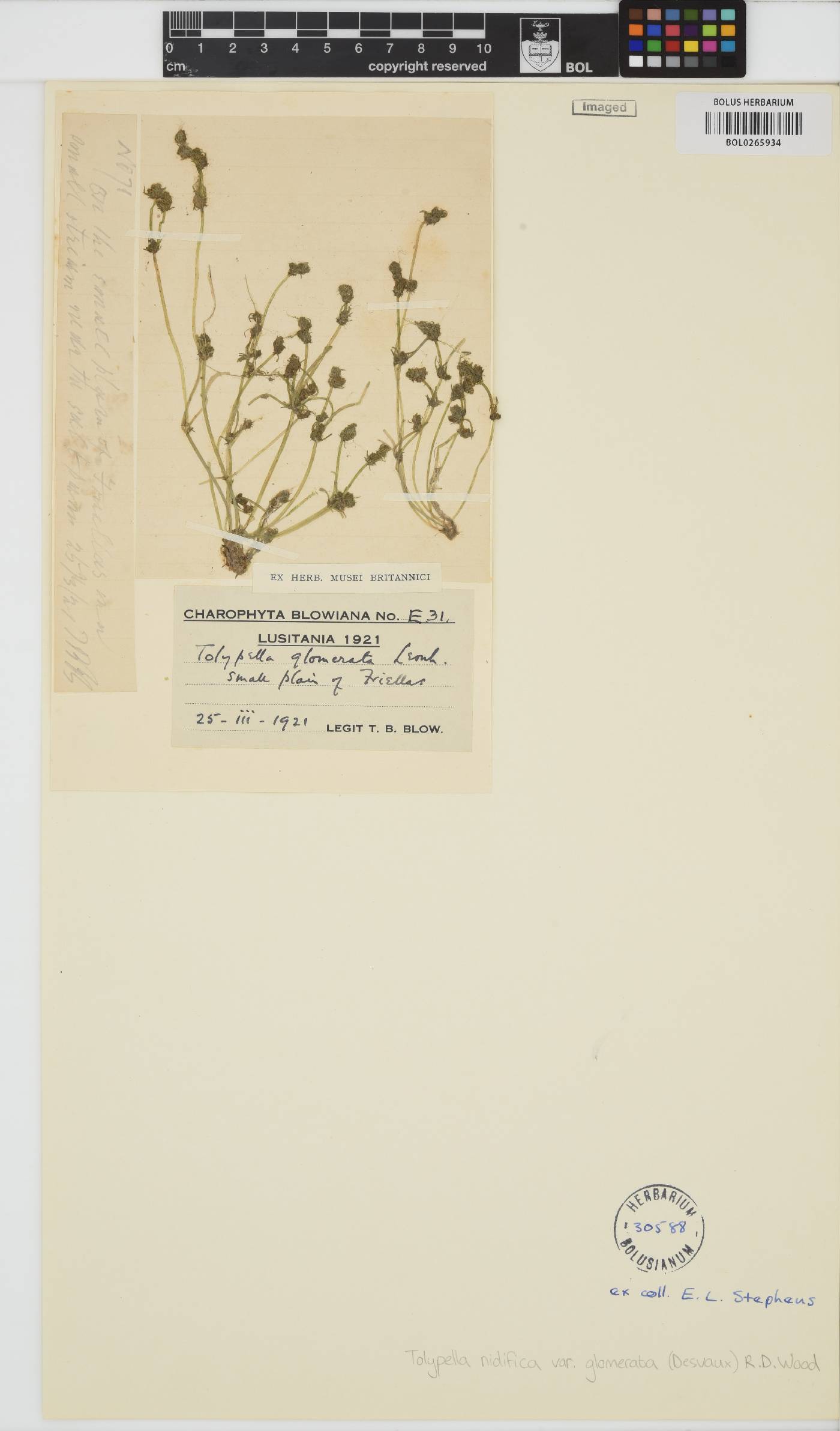 Tolypella glomerata image