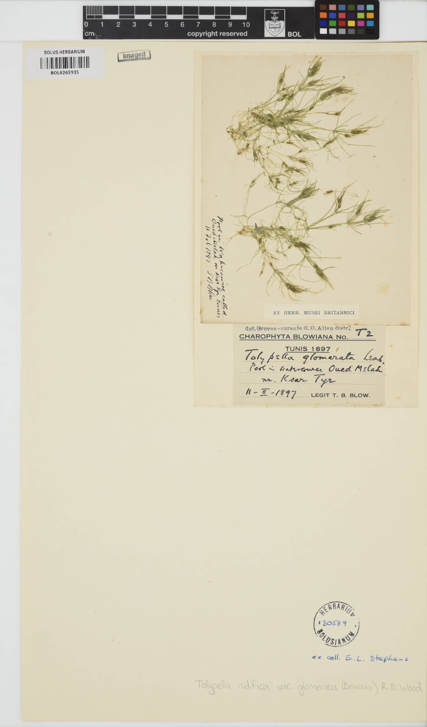 Tolypella glomerata image