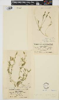 Tolypella glomerata image